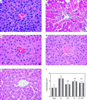 Liver histology of the groups under study and comparison by the histopathological score. Slide images refer to sham (A), NI (B), IPC (C), TH (D), TH+IPC (E) groups. The NI group presented sinusoidal congestion, neutrophil infiltration and hepatocellular necrosis, alterations not found in the remaining groups. Magnifications: 400X. 5f- Comparison by the histopathological score. Data expressed as mean ± SEM. Different letters indicate a significant difference observed in the means of groups (P < 0.05). NI: normothermic ischemia. IPC: ischemic preconditioning. TH: topical hypothermia.