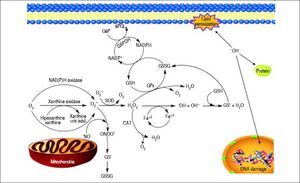 A schematic model for the formation of ROS and NOS in the mitochondria. Electron flow leads to the formation of superoxide anion (O2•-) that is generated by the univalent reduction of molecular oxygen (O2). This process may also be mediated by enzymes such as NADPH oxidase and xanthine oxidase. Superoxide dismutase (SOD) catalyzes the dismutation of two superoxde anions into hydrogen peroxide (H2O2) and oxygen. Alternatively, H2O2 could be converted into water and molecular oxygen by enzymes catalase (CAT) and glutathione peroxidase (GPX). H2O2 can react with reduced transition metals, via Fenton’s reaction, to produce the highly reactive hydroxyl radica (OH), which, could damage lipids, DNA and proteins leading to cell death.