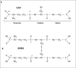 Glutathione is a tripeptide: L-γ-glutamyl-L-cysteinylglycine. In its reduced form (A) the N-terminal glutamate and cysteine are linked by the γ-carboxyl group of glutamate, preventing cleavage by common cellular peptidases and restricting cleavage to γ-glutamyl transpeptidase. The cysteine residue is the key functional component of glutathione, providing a reactive thiol group that plays an essential role in its functions. Furthermore, cysteine residues form the intermolecular dipeptide bond in the oxidized glutathione molecule (B).