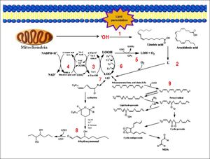 Generation of lipid peroxidation products. Lipid peroxidation process and the role of glutathione (GSH) and other ntioxidants (vitamin E, vitamin C, lipoic acid) in the management of oxdative stress. 1. In Initiation, the hydroxyl radical can abstract the allylic hydrogen forming the carbon-cantered lipid radical; the carbon radical tends to be stabilized by a molecular rearrangement to give rise to a carbon-centered lipid radical (L•). 2. The lipid radical (L•) can further interact with molecular oxygen to give a lipid peroxyl radical (LOO•), which is reduced within the membrane by the reduced form of vitamin E (T-OH) resulting in the formation of a lipid hydroperoxide and a radica of vitamin E (a-Toc-O•). 3. The regeneration of vitamin E by vitamin C: the vitamin E radical (a-Toc-O•) is reduced back to vitamin E (a-Toc-OH) by ascorbic acid (the physiological form of ascorbate is ascorbatemonoanion, AscH-) leaving behind the ascorbyl radical (Asc•-). The regeneration of vitamin E by GSH: the oxidized vitamin E radical (aToc-O•) is reduced by GSH. 4. The oxidized glutathione (GSSG) and the ascorbyl radical (Asc•-) are reduced back to GSH and ascorbatemonoanion, AscH-, respectively, by the dihydrolipoic acid (DHLA) which is itself converted to -lipoic acid (ALA). The regeneration of DHLA from ALA using NADPH. 5. Lipid hydroperoxides are reduced to acohols and dioxygen by GPx using GSH as the electron donor. 6. Lipid peroxidation process: lipid hydroperoxides can react fast with Fe2+ to form lipid alkoxyl radicals (LO•), or much slower with Fe3+ to form lipid peroxyl radicals (LOO•). 7. Lipid alkoxyl radical (LO) derived for example from arachidonic acid undergoes cyclisation reaction to form a six-membered ring hydroperoxide. Six-membered ring hydroperoxide undergoes further reactions (involving β-scission) to from 4-hydroxy-nonenal. 8. 4-hydroxynonenal is rendered into an innocuous glutathiyl adduct (GST, glutathione S-transferase). 9. A peroxyl radical located in the internal position of the fatty acid can react by cyclisation to produce cyclic peroxide adjacent to a carbon-centered radical. This radical can then either be reduced to form a hydroperoxide or it can undergo a second cyclisation to form bicyclic peroxide which after coupling to dioxygen and reduction yields a molecule structurally analogous to the endoperoxde. Formed compound is an intermediate product for the production of malondialdehyde.