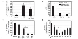 Characteristics of IL-1βsiRNA adenovirus. A. IL-1βsiRNA can inhibit LPS-stimulated RAW264.7 cells to secrete IL-1β. B.Levels of nonspecific immunological factors (INF-γ, TNF-αand IL-6) after injection of null-adenoviral vectors. C. Interference efficiency of different doses of IL-1βsiRNA in vitro. D.Interference efficiency of IL-1βsiRNA at different time points i n vitro. * P < 0.05, data are shown as mean±SD.