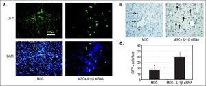 Protective effects of IL-1βsiRNA on MSC. A. Expression of GFP-labeled MSCs engrafted in liver tissues, detected by fuorescence microscope. B. Immunohistochemical staining of anti-GFP assay. GFP+ cells exhibited brown. C. Quantitative image analyses of GFP+ cells. *P < 0.05vs. MSC + IL-1βsiRNA group. Data are shown as mean±SD. DAPI: 4’, 6-diamidino-2-phenylindole.