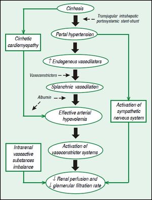 Pathophysiology of hepatorenal syndrome and therapeutic targets.