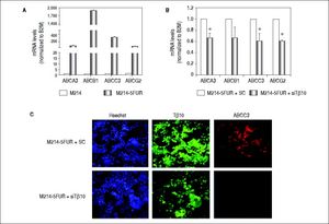 Expression of ABC transporters are up-regulated in 5FU-resistant CCA cell line. (A) The mRNA levels of ABC transporters (ABCA3, ABCB1, ABCC3, ABCG2) in the 5-FU resistant cell line, M214-5FUR, were compared with those of the parental cells, KKU-M214. (B) Suppression of Tβ10 expression using si-Tβ10 significantly decreased the expression of ABC transporters in M214-5FUR cells compared with the scrambled controls (SC). The data represent mean ± S.D. of three independent experiments. * P < 0.05 vs. the SC control group. (C) Immunocytochemistry of Tβ10 (green) and ABCC3 proteins (red) in M214-5FUR cells treated with siTβ 10 (+siTβ10) or scrambled controls (+SC). Cell nuclei were demonstrated by Hoechst staining (blue). Silencing of Tβ 10 in 5-FU resistance cell line revealed reduced expression of ABCC3 when compared with the scrambled control group. Origina magnification x200.