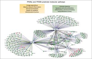Computational prediction of protein-protein Interaction was performed by the blolnformatic resource VIsANT 3.0, a Web-based platform that integrates and displays biological interactions based on KEgG pathways and expression data.28Figure 1 also depicts major effects associated with activation of PPARa and PPARS on cellular and metabolic function. Currently, several pharmaceutical forms of fibrates (pink circles) are well-known as agonists of PPARa.