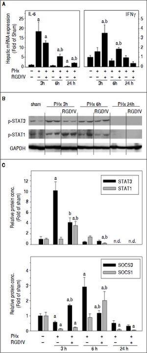 Effect of PHx and RGDfV on the expression of IL-6/STAT3 and IFNy/STAT1 pathways. Real-Time rtPCR (A, C) and Western Blot analysis (B) were performed as described in Materials and methods. Data are means ± SEM (n = 4-6) and are expressed as fold of sham. ap < 0.05 compared to sham; bp < 0.05 compared to PHx.