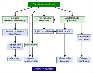 Pathogenesis of ALD. The figure summarizes the main mechanisms through which chronic alcohol consumption may lead to an inflammatory status in the liver, which represents the early stage of ALD.