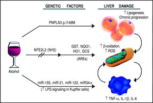 Schematic representation of the genetic and epigenetic mechanisms involved in ALD. The liver damage mediated by ethanol intake, is mediated by three main pathways: lipid metabolism, oxidative stress, and inflammation. The PNPLA3 p.I148M SNP predisposes to increased lipogenesis and facilitates the progression of liver diseases to chronic stages. The NFE2L2 gene, encoding for the Nrf2, is activated by oxidative stress and regulates the activity of several antioxidant response elements (AREs). This epigenetic mechanism, based on the activation by phosphorylation of Nrf2, coordinates the cellular response to ROS. When exposed to ethanol, certain microRNAs show a positive correlation in up-regulation of the LPS signal in Kupffer cells, which in turns release the pro-inflammatory cytokines TNF-α, IL-1β, and IL-6. This epigenetic mechanism links alcohol consumption to the inflammatory status in the liver that leads to hepatitis and steatohepatitis.