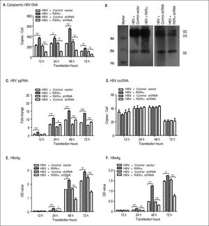 RXRα regulates HBV replication and transcription in HepG2. HepG2 cells were cotransfected with linear HBV genomic DNA and control pRS (HBV + Control vector), pRS-hRXRa (HBV + RXRα group), negative shRNA (HBV + Control shRNA) or RXRα shRNA vectors (HBV + RXRα shRNA), respectively. A. Real-time PCR quantification of cytoplasmic HBV DNA in post-transfection HepG2 cells. Results are expressed as the number of cytoplasmic DNA copies per cell. B. Southern blot analysis of cytoplasmic HBV replicative intermediates in HepG2 cells after 48 h transfection. The experiment was repeated thrice, and results of a representative assay shown. OC, open circular duplex HBV DNA; DS, double-strand HBV DNA replicative intermediates; SS, single strand HBV DNA replicative intermediates. C. Real-time PCR quantification of HBV pgRNA accumulation in post-transfection HepG2 cells. Results are expressed as the values normalized by GAPDH. D. Real-time PCR quantification of HBV cccDNA in post-transfection HepG2 cells. Results are expressed as the number of cccDNA copies per cell. E, F. The accumulation of HBsAg (E) and HBeAg (F) in post-transfection HepG2 culture supernatant was determined by ELISA, expressed as OD values. All results are expressed as mean ± standard from three independent analyses. *p < 0.05, **p < 0.01, ***p < 0.001 (One-way ANOVA).