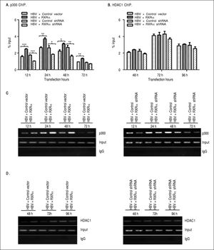 The effects of RXRα on the recruitment of p300 and HDAC1 onto HBV cccDNA HepG2 cells were cotransfected vectors as indicated infigure 2. A, B. Real-time PCR quantification of HBV cccDNA immunoprecipitated by p300 and HDAC1 antibody. All data expressions and normalizations are the same as indicated infigure 3. C, D. Endpoint PCR quantification of HBV cccDNA immunoprecipitated by p300 and HDAC1 antibody. The experiment was repeated thrice, and results of a representative assay shown. *p < 0.05, **p < 0.01, ***p < 0.001 (One-way ANOVA).