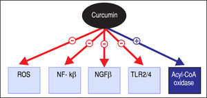 Proposed mechanisms of pharmacotherapeutic action of curcu-min. ROS: Reactive oxygen species. NF-kβ: Nuclear factor kappa B. TGFβ: Transforming growth factor beta. TLR: Toll-like receptor. Acyl-CoA: Acyl-coenzyme A.