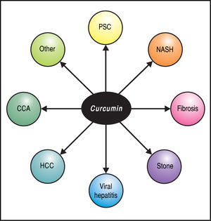 Potential applications of curcumin in hepatobiliary disease. CCA: Cholangiocarcinoma. HCC: Hepatocellular carcinoma. NASH: Nonalcoholic steatohepatitis. PSC: Primary sclerosing cholangitis.