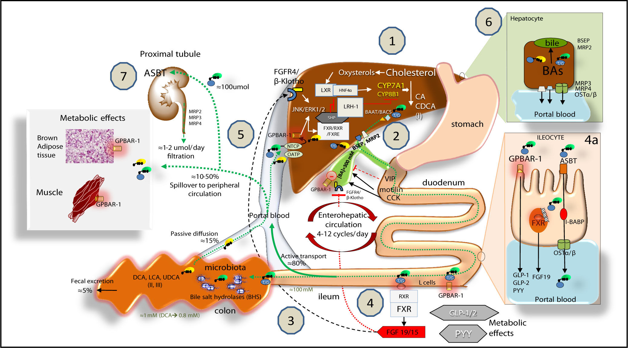 Bile Acid Physiology | Annals of Hepatology