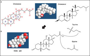 The general structure of cholestane (classified as a saturated 27-carbon tetracyclic triterpene) is shown with numbering of the carbon atoms. The four fused hydrocarbon rings are labelled as A, B, C, and D. Cholesterol is shown as 3D structure and chemical formula. B. Hepatic cholesterol in the body is catabolized to bile acids (BAs), and cholic acid (CA) is shown as an example. CA possesses a steroid nucleus of four fused hydrocarbon rings with polar hydroxyl functions and an aliphatic side chain in amide linkage with taurine or glycine (dotted lines). The two enzymes involved in this process are the BA CoA synthase and the BA-CoA-amino acid N-acetyltransferase. The hydrophilic (i.e., polar) areas of BAs are the hydroxyl groups (-OH) (orientation of the hydroxyls: 3α, 7α, 12α) and conjugation side chain of either glycine or taurine. The hydrophobic (i.e., nonpolar) area is the ringed steroid nucleus.