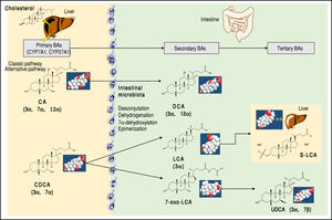 Major primary, secondary, and tertiary BAs of humans. The sites of BA synthesis and metabolism are shown. The “primary” BAs are synthetized in the liver from cholesterol as precursor.The trihydroxy cholic acid (CA) and the dihydroxy chenodeoxycholic acid (CDCA). Two bio synthetic pathways are involved: the classical pathway is initiated by 7α-hydroxylase (CYP7A1) which stimulates the 7α-hydroxylation of cholesterol with synthesis of 7α-hydroxycholes-terol. A further step includes the activation of CYP8B1 for CA. CYP7A1 is involved in the synthesis of two primary BAs, CA and CDCA, and contributes to more than 75% of total BA production. The alternative pathway is initiated by sterol-27-hydroxylase (CYP27A1), which produces the intermediate 27-hydroxyc-holesterol and mainly CDCA. A further step includes the activation of CYP8B1 for CDCA. In the small and large intestine, the bacterial deconjugation, dehy-drogenation, 7α-dehydroxylation, and epimerization of the primary BAs produces the “secondary” BAs. CA is converted to the dihydroxy deoxychol ic acid (DCA) and CDCA to the monohydroxy lithocholic acid (LCA). The 7α-dehydrogenation of CDCA form the dihydroxy 7a-oxo-LCA which does not accumulate in bile, but is metabolized to a “tertiary” BA by hepatic or bacterial reduction to CDCA, mainly in the liver or its 7β-epimer, the dihydroxy ursodeoxycholic acid (UDCA), primarily by colonic bacteria.2,9 The position and orientation of the hydroxyls for each BA is indicated in parenthesis.2,9,59