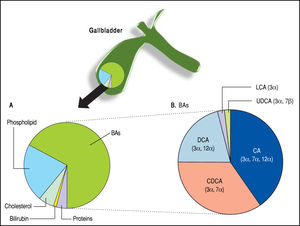 Relative composition of solutes in hepatic and gallbladder bile in health. B. Relative composition of BAs in bile: CA: cholic acid; CDCA: chenodeoxycholic acid; DCA: deoxycholic acid; LCA: lithocholic acid; UDCA: ursodeoxycholic acid.