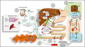 Bile acid (BA) biosynthesis, enterohepatic circulation and function through their receptors in the liver and intestine.Complex molecular mechanisms involve a set of nuclear receptors, i.e., farnesoid X receptor (FXR), retinoid X receptor (RXR), small heterodimer partner (SHP), liver receptor homologous-1 (LRH-1), and liver X receptor (LXR).77 FXR plays a key role as main sensor of BAs and regulator of synthesis, secretion and metabolism of BAs in the liver, ileum and colon.78,791. In the liver, the primary BAs (CA, CDCA) are mainly synthesized from cholesterol by the rate-limiting microsomal enzyme cholesterol 7a-hydroxylase (CYP7A1) and by CYP8B1 at a later step (the “classical pathway”) and by the CYP27A1 (the “alternative pathway”). BAs are conjugated to taurine or glycine mainly via two enzymes, BA CoA synthase (BACS) and BA-CoA-amino acid N-acetyltransferase (BAAT), secreted into bile by the bile salt export pump (BSEP); the multidrug resistance-associated protein (MRP2) mediates secretion of organic substrates such as bilirubin, and glutathione. 2. Gallbladder: bile is stored and concentrated because water absorption occurs, as well as periodically released into the duodenum due to gallbladder contraction in the fasting state (about 20% emptying at the end of phase II of the migrating myoelectric complex80,81 under the control of the vagus and enterohormone motilin81 and especially after a meal due to the enterohormone cholecystokinin, CCK8). This rythmic activity is also modulated in concert with episodes of gallbladder relaxation/refilling due to the effect of the vasointestinal peptide (VIP, released in the duodenum by gastric acid), BAs per se (acting on the gallbladder receptor GPBAR-1), and the intestinal FGF15/19 (following the BA/FXR interaction in the ileum) acting on the FGF4/(l-Klotho receptor also expressed in the gallbladder.8,82,83 Fasting serum BAs concentrations in healthy subjects are 0.2-0.7 \M to increase to 4-5\M after each meal2-53. BAs are efficiently (i.e., > 95%) reabsorbed in the terminal ileum. The remaining BAs enter the colon, undergo biotransformation to the secondary BAs by the resident gut microbiota, and undergo passive diffusion and reabsorption. Only 5% of BAs are lost in feces every day. The enterohepatic circulation of BAs includes their intestinal re-absorption and continuous recirculation to the liver through the portal vein. About 10-50% of re-absorbed BAs undergo peripheral spillover into systemic circulation.844. Upon arrival in the terminal ileum, BAs activate FXR and increase the transcription of the enterokine fibroblast growth factor 19 (FGF19 in humans or FGF15 in mice) which enters the portal circulation and regulates both gallbladder (see point 2) and liver effects (see point 5). BAs in the intestine also activate the G protein-coupled receptor (GPBAR-1) and stimulate the secretion of peptide YY (PYY), glucagon-like peptide 1 (GLP-1) and glucagon-like peptide 2 (GLP-2), all of which produce important metabolic effects on glucose metabolism,85 insulin metabolism and appetite acting on GPBAR-1 receptors located in the cells of brown adipose tissue and muscle.85 In the ileocyte, BA uptake, intracellular transport and secretion into the portal vein require the apical sodium dependent bile acid transporter (ASBT), the cellular intestinal BA binding protein (I-BABP), and the basolateral heterodimeric organic solute transporter (OSTa/p), respectively (see inset 4a for details). 5. The circulating FGF19 binds to hepatic FGF receptor 4 (FGFR4)/(l-Klotho to activatec-Jun N-terminal kinase/extracellular signal-regulated kinase (JNK/ERK) signaling, which inhibits expression of CYP7A1 and CYP8B1 and hepatic BA synthesis, in synergy with the FXR-SHP inhibitory pathway.7086 BAs enter the liver by sodium taurocholate cotransporting polypeptide (NTCP) and organic anion transporting polypeptide (OATP) transporters and act as physiological nuclear ligands for FXR, which regulates target gene transcription by binding toRXRs as a heterodimer.87 This results in increased transcription of the small heterodimer partner (SHP) expression. SHP, in turn, inhibits LRH-1, preventing the activation of target genes that participate in BA and fatty acid synthesis. In the absence of BAs, LRH-1 acts together with LXR to stimulate BA synthesis.55,88,89 FXR also regulates the enzymatic activity that is involved in BA conjugation to glycine or taurine, and hepatic BA secretion by of BSEP and hepatic phospholipid secretion by ABCB4. BAs re-entering the liver also interact with the liver GPBAR-1 expressed in Kupffer cells, in concert with the pathway activated by the FGFR4/(l-Klotho. FXR activation also coordinates BA detoxification enzymes (i.e., cytosolic sulfotransferase 2A1 [SULT2A1], aldol-keto reductase 1 B7 [AKR1B7], cytochrome P450 3A4/3a11 [CYP3A4/ Cyp3a11], and UDP-glycosyltransferase 2B4 [UTG2B4]).906. The events leading to BA excretion from the hepatocyte into the portal vein are shown in the inset. Specific transporters are the multidrug resistance protein 3 and 4 (MRP3, MRP4) and OSTa/p. 7. From the peripheral circulation, BAs also undergo renal uptake by the apical sodium/dependent bile acid transporter (ASBT) in the proximal tubule. Glomerular filtration of BAs are regulated by MRP2, 3, 4 transporters.91 Adapted from Ory, et al.92 and Inagaki, et al.,70 Garruti, et al.,77 Liu, et al.52
