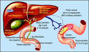 Bile acid synthesis and enterohe-patic circulation. The human bile acid (BA) pool consists of approximately 3 g of BA. Food intake stimulates the gallbladder to release BA into the small intestine. Humans produce on average about 0.5 g BA per day by synthesis in the liver, and secrete approximately 0.5 g/day. Conjugated BA are efficiently reabsorbed from the ileum by active transport, and a small amount of unconjugat-ed BA is reabsorbed by passive diffusion in the small and large intestines. The first-pass extraction of BA from the portal blood by the liver is very efficient.