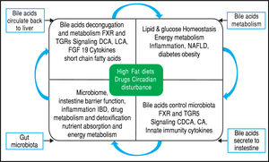 Bidirectional interactions between bile acid synthesis and gut microbiota. The relationship between bile acids and the gut microbio-ta is close and complementary. Bile acids control gut bacteria overgrowth and protect against inflammation while the gut microbiota plays a role in biotransformation of bile acids and affects bile acid composition and metabolism via Farnesoid X Receptor and G protein-coupled membrane receptor 5 signaling in the liver.
