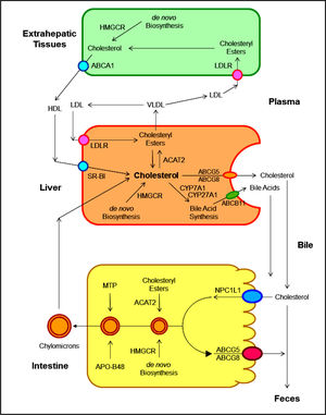 The metabolic pathways for the net flow of cholesterol through the major tissue compartments of the human. This diagram illustrates the major pathways for the net flow of cholesterol from the endoplasmic reticulum to the plasma membrane of the cells of the extrahepatic tissues, and through the circulation to the liver where cholesterol is secreted into bile and to the intestine, and eventually, excreted in the feces. The specific transporters and receptors that are involved in these pathways are shown with arrows indicating the direction of transport. ABC: ATP-binding cassette (transporter). ACAT: Acyl-coenzyme A:cholesterol acyltransferase. BA: Bile acid. C: Cholesterol. CE: Cholesteryl ester. CM: Chylomicron. LCAT: Lecithin:cholesterol acyltransferase. LDLR: Low-density lipopro-tein receptor. NPC1L1: Niemann-Pick C1-like 1 protein. Reproduced with slightly modifications and permission from Wang DQ-H, Neuschwander-Tetri BA, Portincasa P (Editors). The Biliary System. Morgan & Claypool Life Sciences. 2nd Ed. Princeton, New Jersey. 2017.