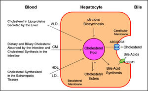 This diagram shows cholesterol balance across the liver, indicating the major sources for cholesterol entering the hepatocyte and the main pathways for its disposition from the hepa-tocyte. CM: Chylomicron. Reproduced with slightly modifications and permission from Wang DQ-H, Neu-schwander-Tetri BA, Portin-casa P (Eds.). The Biliary System. Morgan & Claypool Life Sciences. The 2nd Ed. Princeton, New Jersey. 2017.