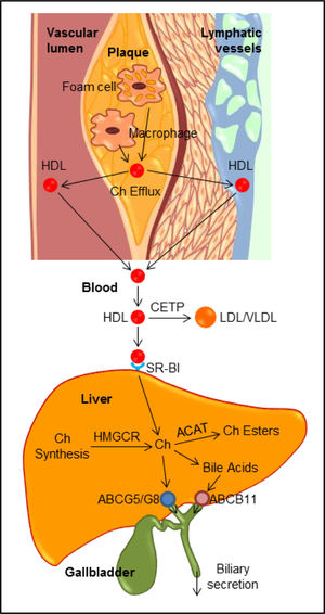 The reverse cholesterol transport through both the classic plasma pathway and the lymphatic vessel route to the liver for biliary secretion. ABC: ATP-binding cassette transporter. ACAT: Acyl-CoA:Cholesterol acyltransferase. CETP: Cholesteryl ester transfer protein. Ch: Cholesterol. HMGCR: HMG-CoA reductase. SR-BI: HDL receptor.