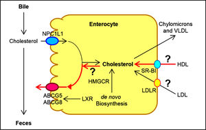 Schematic diagram of the proposed transintestinal cholesterol excretion (TICE) pathway, as showed in red lines. Reproduced with slightly modifications and permission from Wang DQ-H, Portincasa P, Tso P. Hepatology 2017; 66: 1337-40.