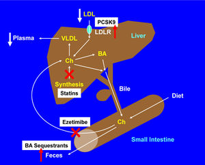 The diagram shows the target organs and the regulatory mechanisms of major cholesterol-lowering drugs.