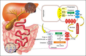 BA transporters in the hepatocytes and enterocytes the microsomal epoxide hydrolase and NTCP may be responsible for Na+-dependent uptake of conjugated BA at the basolateral membrane of the hepatocytes, whereas OATPs show substrate specificity for unconjugated BA. At the canalicular membrane of the hepatocytes, the BSEP performs a main role in biliary secretion of BA, while the MRP2 regulates secretion of organic substrates including glutathione, bilirubin, and BA. ABCG5 and ABCG8 heterodimers transport cholesterol into the bile, whereas MDR2 is responsible for biliary secretion of phospholipids. At the basolateral membrane of the hepatocytes, organic solute transporters OST and OSTβ heterodimers, MRP3, and MRP4 mediate the BA secretion into the circulation. With cholestasis, both basolateral BA efflux and renal BA excretion are increased. After BA are released from the gallbladder into the intestine, ileal BA uptake is regulated by the ASBT. Intracellular BAs are matched to the intestinal BA-binding protein (I-BABP). BA efflux is m ediated by the OST and OST heterodimers at the basolateral membrane. At the apical membrane of the enterocytes, ABCG5 and ABCG8 heterodimers transport cholesterol back into the intestinal lumen, a process that confines intestinal cholesterol absorption. CYP3A4, CYP2B, and CYP2C are implicated in the metabolism and detoxification of LCA in the intestine. MDR1 effluxes drugs and MRP2 effluxes conjugated BA in the apical membrane of intestine. At the sinusoida l membrane, the MRP3 output sulfur conjugated drugs for renal excretion.