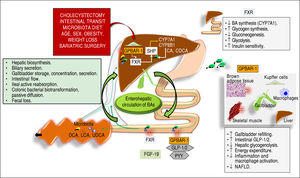 Overall events involved in the function of bile acids (BAs) acting as signaling molecules and receptor ligands of farnesoid X receptor (FXR) and the G protein-coupled receptor 1 (GPBAR-1). In the left box, the steps involved in BA biosynthesis, secretion, storage, intestinal flow, absorption, colonic biotrans-formation and fecal loss are listed, as part of the enterohepatic circulation of BAs. The location of FXR and GPBAR-1 are shown in the liver, intestine, and several other tissues with respect to the control of BAs on: - Hepatic biosynthesis of primary BAs via the rate-limiting enzyme 7α-hydroxylase (CYP7A1) and CYP8B1 controlled negatively by the small heterodimer partner (SHP): Cholic acid (CA) and chenodeoxycholic acid (CDCA).169-171 -Intestinal release of FXR-mediated secreton of the fibroblast growth factor 19 (FGF19; known as FGF15 in mice), which circulates to the liver and reduces the expression of CYP7A1 to inhibit hepatic BA synthesis through FXR;172,173 -Intestinal GPBAR-1-mediated release of peptide YY (PYY), glucagon-like peptide 1 (GLP-1) and glucagon-like peptide 2(GLP-2).28 Several metabolic functions (boxes on the right).23,152,174-178 Adapted from Garruti, et al.,179 and Di Ciaula, et al. in this issue of Ann Hepatol 2017.