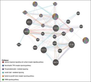NRG4 interaction network. Gene-gene functional network construction was done using GeneMANIA, available at:https://github.com/GeneMANIA/ genemania; visualization was performed by Cytoscape (http://apps.cytoscape.org/apps/GeneMania). NRG4: neuregulin 4; CFLAR CASP8 and FADD like apoptosis regulator; MAPK8: mitogen-activated protein kinase 8. CASP3: caspase 3. AKT1: AKT serine/threonine kinase 1. APPL1: adaptor protein, phosphotyrosine interacting with PH domain and leucine zipper 1. TNFSF10: tumor necrosis factor superfamily member 10. CASP10: caspase 10. PHLPP1: PH domain and leucine rich repeat protein phosphatase 1. DIABLO: diablo IAP-binding mitochondrial protein. CASP8: caspase 8. FADD: Fas associated via death domain. EGFR: epidermal growth factor receptor. STK3: serine/threonine kinase 3. MAP2K7: mitogen-activated protein kinase kinase 7. RICTOR: RPTOR independent companion of MTOR complex 2. PAK1: p21 (RAC1) activated kinase 1. BAD: BCL2 associated agonist of cell death. THEM4: thioesterase superfamily member 4. MTOR: mechanistic target of rapamycin. DFFA: DNA fragmentation factor subunit alpha. DYNLL2: dynein light chain LC8-type 2. GAS2: growth arrest specific 2. JUN: Jun proto-oncogene. AP-1 transcription factor subunit. REL REL proto-oncogene. NF- κBsubunit.