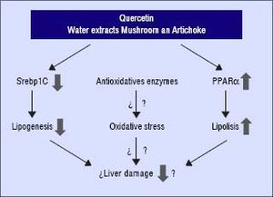 Possible mechanisms about the beneficial effects of quercetin and aqueous extracts in NAFLD.