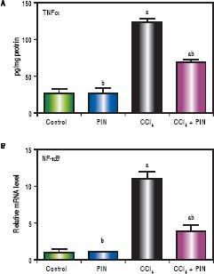 A.Effect of treatment with 20 mg/kg PIN on TNF-α released during CCl4-induced hepatotoxicity in rats using ELISA. Values are given as mean + S.D. for groups of 15 rats for each. B. Effect of treatment with 20 mg/kg PIN on NF-kB released during CCl4-induced hepatotoxcity in rats using Real-time PCR. Values are given as mean + S.D. for groups of 15 rats for each (a or b) significantly different from the control or CCl4 group respectively at P < 0.05 using ANOVA followed by Tukey-Kramer as a post hoc test.