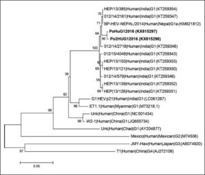 Phylogenetic tree based on partial RNA-dependent RNA-polimerase region of open reading frame 1 (330 bp) using neighbor-joining method based on the Jukes-Cantor model and 1000 bootstrap ressamplings. Scale bar indicates substitutions per nucleotide position. Sequences are defined in tree as Strain|Host|Origin|Subgenotype (accession number). Sequences characterized in this study are in bold.