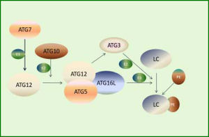 ATG12-ATG5 system involved in the expansion of autophagosomes. First, ATG7 activates ATG12 by functioning as an E1-like enzyme. Then, ATG12 conjugates to ATG5 and ATG16L, forming a functional complex as an E3-like enzyme. Meanwhile, activated ATG12 recruits ATG3, which acts as an E2-like enzyme. Finally, LC3 conjugates to PE under the action of the complex and ATG3.