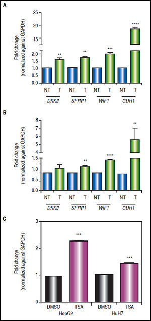 Gene expression levels of the Wnt/β-catenin pathway antagonists after combined treatments with 5aza-dC and TSA. Quantitative analysis of DKK3, SFRP1, WIF1 and CDH1 mRNA levels in HepG2 cells (A) and HuH7 cells (B), treated with 5aza-dC and TSA. Quantitative analysis of CDH1 mRNA levels in cells treated with TSA alone (C). mRNA level of each gene were compared between treated (5aza-dC+TSA) and non-treated (DMSO) cells and normalized against GAPDH. NT: non-treated and T: treated. The experiments were performed in triplicate and results correspond to means and the comparison of the differences of the means, between treated and non-treated cells, with 95%% confidence intervals ± SD. p < 0.05 denotes statistical significance. * p < 0.05, ** p < 0.005, *** p < 0.0005, ****p < 0.0001.