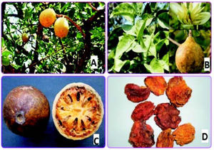 Aegle marmelos. A. Tree. B. Leaf, flower. C. Inside the ripe fruit. D. Fruit pulp.