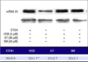 Analysis of the expression of mRNA DI by RT-PCR. Hep-G2 cells were pretreated with AT(30 µM) or SM (20 µM) for 3 h and then HCB (5 µM) for 24 h. L-19 was used as charge control. The results of the bands optica analysis are shown in the bottom panel **p ≤ 0.05 respect HCB.