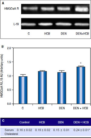 Analysis of HMGCoAR mRNA expression in rat liver and serum cholesterol levels in an initiation-promotion model. A. Representative pattern of RT-PCR amplification of HMGCoAR cDNA from liver of DEN and DEN+HCB treated rats, synthesized from total RNA. B. L-19 was used as a loading control. Quantification of HMGCoAR/L-19 cDNA ratio is shown in the lower panel. C. Serum cholesterol levels. Values are means ± SEM of three independent experiments of four rats per group. Significantly different (*p < 0.05) compared to DEN group.