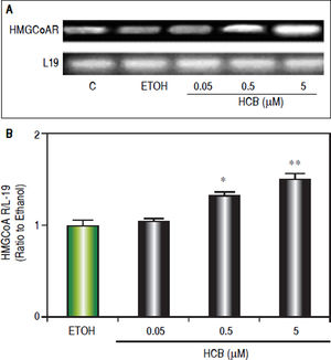 HCB induces HMGCoAR mRNA expression. Hep-G2 cells were treated with HCB (0.05, 0.5 and 5 μM). A. Representative pattern of HMGCoAR cDNA from ETOH and HCB-treated cells, synthesized from total RNA. L-19 was used as a loading control. B. Quantification of cDNAs, after correction with L-19 cDNA. Values are means ± SEM of three independent experiments. Significantly different (*p < 0.05) compared to ETOH group.