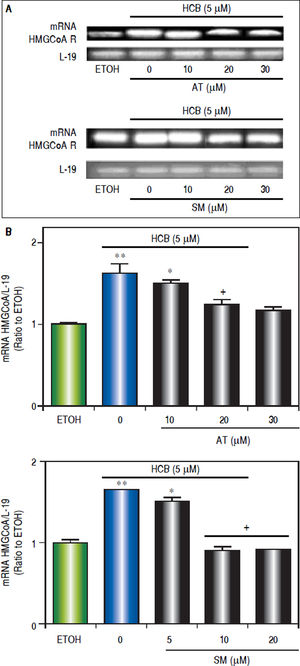 Analysis of statins effect on HMGCoA R mRNA expression in HCB-treated Hep-G2 cells. A. Hep-G2 cells were pretreated with AT (10, 20 and 30 μM) or SM (5, 10 and 20 μM) for 3 h and then treated with HCB (5 μM) for 24 h. B. L-19 was used as a loading control. Representative patterns of RT-PCR amplification of HMGCoAR cDNA from ETOH and statinstreated cells, synthesized from total RNA are shown in the upper panel. Quantification of HMGCoAR mRNA, after correction with L-19 is shown in the lower panel. Values are means ± SEM of three independent experiments. Significantly different (*p < 0.05) compared to ETOH group.