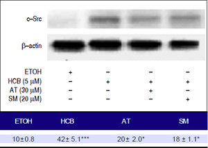 Analysis of the expression of c-Src by Western blot. Hep-G2 cells were pretreated with AT (30 μM) or SM (20 μM) for 3 h and then HCB (5 μM) for 24 h. β-actin was used as charge control. The results of the bands optical analysis are shown in the bottom panel *p ≤ 0.05, ***p ≤ 0.01 respect HCB.