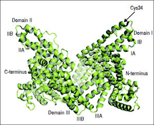 Albumin structure. Albumin has a single polypeptide sequence formed by 585 amino acids. At position 34, the cysteine residue is free and available for reaction with other molecules. The protein has a heart-like shape, possessing three homologous domains I-III, each domain is divided into A and B subdomains.
