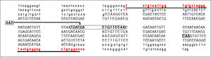 A part of the reference sequence (NG_017001.1; GenBank database) of HAVCR1 gene showing exon 4 (upper case letters) with parts of surrounding introns (lower case letters). The locations of primers used for amplification of the exon 4 are shown using solid underlined arrows. The large box in the sequence shows a 15-base (TGA CGA CTG TTC CAA) ins/del polymorphism (rs141023871). Within this region is located a 3-base (AAC) ins/del polymorphism (rs139041445) shown in the margin. The smaller box in the main sequence shows a 3-base (CAA) ins/del polymorphism (rs45439103).