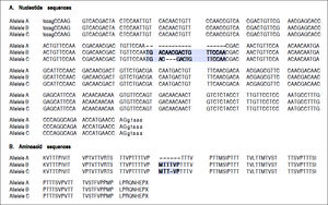 Alignment of (A) nucleotide sequences and (B) translated amino acid sequences of three different haplotypes observed at a polymorphic site in exon 4 of HAVCR1 gene. Allele C is the GenBank reference sequence (GenBank ID: NG_017001.1).