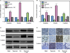 Comparison of the expressions of EMT-related molecules in the hepatic tumor of rats in each group. A. The relative mRNA expression of N-cadherin, Vimentin and E-cadherin in hepatic tumor of rats detected by qRT-PCR. B-C. The protein expression of N-cadherin, Vimentin and E-cadherin in hepatic tumor of rats detected by Western blot. D. The protein expression of N-cadherin, Vimentin and E-cadherin hepatic tissues of rats detected by immunohistochemical staining. * P < 0.05 compared with the Model group and the Rapamycin + TAE group. # P < 0.05 compared with the Rapamycin group.