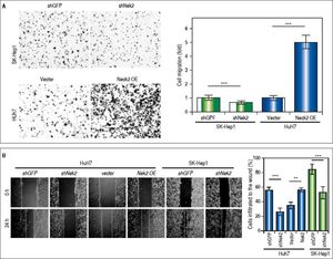 Enhancement of cell migration and invasion by NEK2 in hepatoma cells. A. The Transwell migration assay to detect the effect of NEK2 on the migration abilities of the HuH7 and SK-Hep1 hepatoma cells. The Nek2 KD (shNek2) and control (shGFP) cells, as well as the cells overexpressing Nek2 (Nek2 OE) and the plasmid vector were analyzed. Left: representative images of the migrated cells among the various analyzed cell types; right: quantitation of the migrated cells summarized over three independent experiments. B. Wound healing assays. The Nek2 KD and overexpressing cells were analyzed for their migration activities toward a pre-cut wound in confluent cell cultures. Left: representative images of the data before (0 h) and after 24 h of incubation (24 h). The dotted lines indicate the edges of the wounds. Right: measurement of the percent of the areas of the cell wounds that were infiltrated by cell migration after 24 h of incubation summarized over the data from three independent experiments. C. Cytotoxicities of pelitinib to the HuH7 and SK-Hep1 cells as detected with MTT assays. Pelitinib was examined for its cytotoxicity at the concentrations used in the Transwell migration assays of the HuH7 (1 μM) and SK-Hep1 (5 μM) cells. The bar charts represent data summarized from three independent experiments. At the indicated dosages, pelitinib did not cause significant cell death. D. Inhibition of cell migration by the NEK2 inhibitor pelitinib as demonstrated in the Transwell migration assays with the HuH7 (1 μM) and SK-Hep1 (5 μM) cells. The left and right panels display representative images and quantitation of the data from three independent experiments, respectively. E. The Matrigel invasion assay to detect the cell invasion activities in the Nek2 KD (shNek2), control (shGFP) HuH7 and SK-Hep1 cells. Left, representative images of the cells that migrated through the Matrigel; right, quantitation of the invaded cells summarized from the data from three independent experiments. F. Western blotting to detect the levels of the cell invasion markers E-cadherin and MMP9, which are regulated by NEK2. Nek2 KD (shNek2) caused a significant decrease in MMP9 and an increase in E-cadherin. The left and right panels display representative images and quantitation of the data from three independent experiments (mean ± S.D.), respectively. **: p < 0.01. ***: p < 0.001.