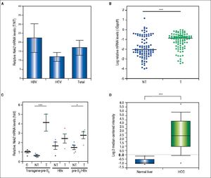 Overexpression of Nek2 in tumors in HCC patients and HBV HBx/pre-S2 mutant LHBS transgenic mice. Nek2 expressions were detected in the HCC patients (N = 12) by cDNA microarray and in the HBV-related HCC patients (N = 97) and HBx/pre-S2 mutant LHBS transgenic mice by real-time RT-PCR. A. Nek2 overexpression in human HCC as detected with the cDNA microarray analysis. Both the HBV- (N = 6) and HCV-related (N = 6) HCCs exhibited significant increases in Nek2 mRNA in the tumors. The data are indicated by the mean ± the S. E. M. B. Real-time RT-PCR to detect the Nek2 mRNA levels in the tumorous (T) and adjacent non-tumorous (NT) regions in the HCC cases (N = 97). The data are indicated as the relative mRNA levels of Nek2 to the Gapdh internal control gene in the same patient. The bar represents the median value for the set of samples. (C) Real-time RT-PCR to detect Nek2 expressions in the HCCs in the HBx (N = 4), pre-S2 mutant LHBS (N = 5), HBx/pre-S2 mutant LHBS double (N = 5) transgenic, and control C57BL/6 (N = 5) mice. D. Overexpression of Nek2 in the human primary HCCs and the corresponding normal liver tissues (N =75) as presented in the Oncomine™ Cancer Microarray Database. *: p < 0.05. ***: p < 0.001.