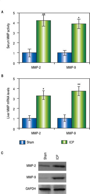 MMP-2 and MMP-9 were upregulated in ICP rats. Serum activities (A), liver levels of mRNA (B) and protein (C) of MMP-2 and MMP-9 were measured elevated in sham and ICP groups of rats (n = 16 each). Values were mean ± SD, *p < 005, ** p < 0,01, between sham and ICP,