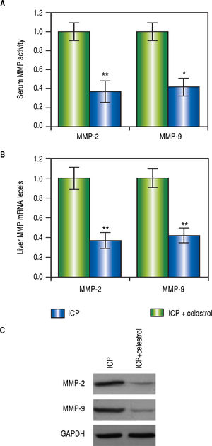 Celastrol reduced levels of both MMP-2 and MMP-9 in ICP rats. Serum activities (A), liver levels of mRNA (B) and protein (C) of MMP-2 and MMP-9 were measured elevated in sham and ICP groups of rats (n = 16 each). Values were mean ± SD, *p < 0.05, **p < 0,01, between sham and ICP.